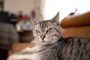 可愛い猫　サバトラ猫