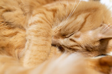 Fototapeta premium 眠る猫 茶トラ猫