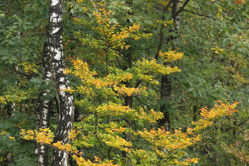 A colorful forest in autumn
