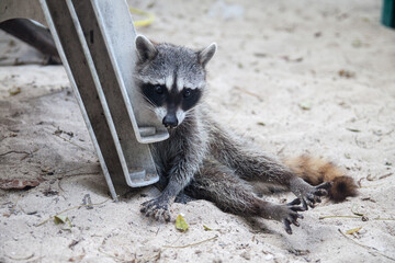 Tired raccoon
