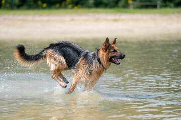 Young happy German Shepherd, playing in the water. The dog splashes runs and jumps happily in the lake