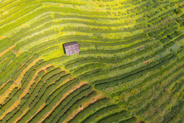 Fototapeta na wymiar Aerial top view of green fresh tea or strawberry farm, agricultural plant fields in Asia. Rural area. Farm pattern texture. Nature landscape background. Chiang Mai, Thailand.