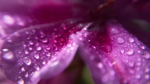 Sch&auml;rfeverlagerung von Wassertropfen auf Geranie in Makroaufnahme
