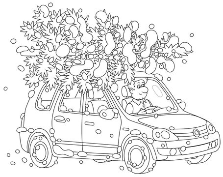Funny driver in a cute car carrying a prickly snowy Christmas tree for merry winter holidays, black and white outline vector cartoon illustration for a coloring book page