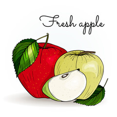 Fruit set: apple, slice cut pieces, leaf. Vector illustration isolated on white background. Outline freehand drawn. Color sketch in engraving style.	