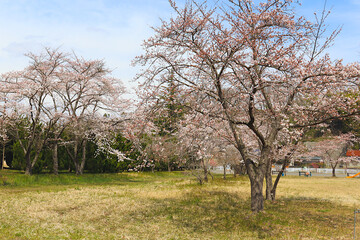 日本のよくある庶民的な公園で春に桜の花が咲く風景