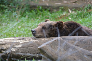 Obraz premium The brown bear, Ursus arctos is a large bear species. The populations of brown bears are called grizzly bears. It is one of the largest living terrestrial members of the order Carnivora