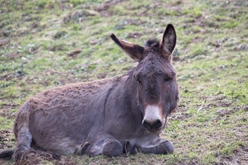 donkey in the meadow
