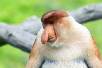 The proboscis monkey (Nasalis larvatus) or long-nosed monkey is a reddish-brown arboreal Old World monkey with an unusually large nose. It is endemic to the southeast Asian island of Borneo.