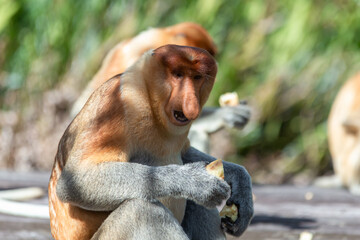 The proboscis monkey (Nasalis larvatus) or long-nosed monkey is a reddish-brown arboreal Old World monkey with an unusually large nose. It is endemic to the southeast Asian island of Borneo.