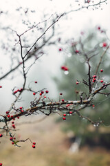 Hawthorn berries on a branch on an autumn day with rain drops. Close up view of red berries.