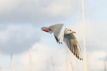 Black-headed Gull (Chroicocephalus ridibundus) flying in the port of Málaga (Spain).