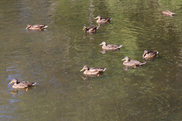 Wild brown mallard dabbling female ducks in large flock of nine swimming on a pond water surface
