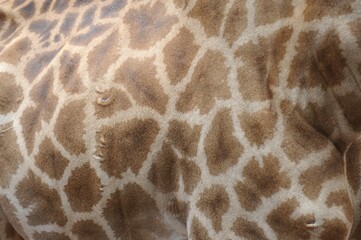 giraffe skin texture