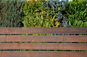 hedge trimming from green evergreen conifers. the gardener made a green, yellow-gray wall of striped shrubs. wall and separated the garden from the street and a wooden fence