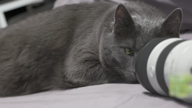 Face of big gray cat in front of Dslr camera with telephoto zoom lens, cat resting on the bed close up. High quality 4k footage