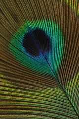 A close-up of the colorful feather of a Peacock
