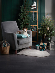 christmas dog on the armchair . jack russell in a festive home interior. holidays with a pet near a new year tree