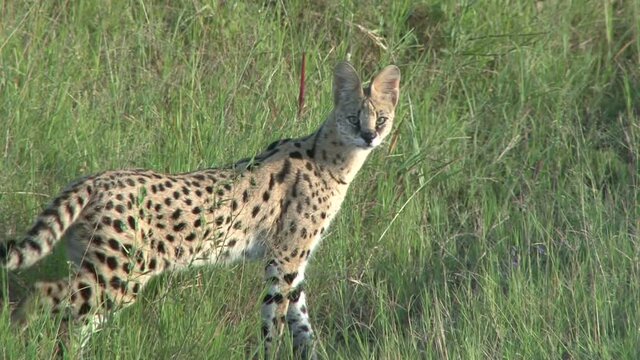 serval cat walking across the camera.
