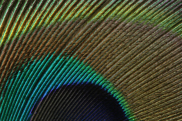 A close-up of the colorful feather of a Peacock
