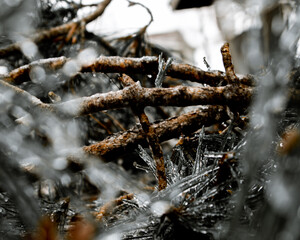 Ice through tree tops