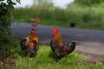 rooster and chicken