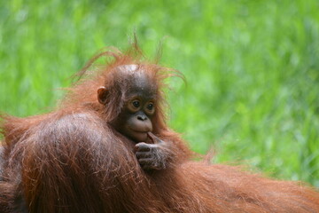 The Female and Baby Bornean orangutan, Pongo pygmaeus is a species of orangutan native to the island of Borneo, Indonesia.