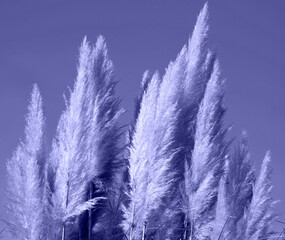 Fluffy reeds Abstract nature background for posters design. Blurred selective focus.