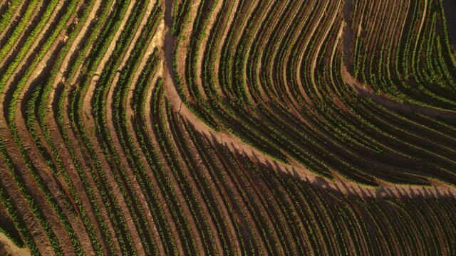 vineyards in Douro Valley at sunset
