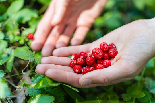 Woman holding wild strawberries in hand