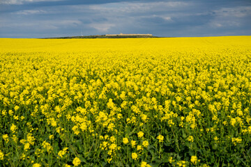 Fototapeta premium View of the medieval village of Uruena since yellow rape fields in bloom in the foreground