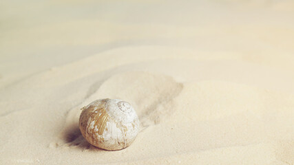 Fototapeta na wymiar Shell in the sand