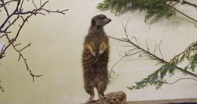 Full body shot of a meerkat standing upright. A Suricate standing on the rock and guarding.
