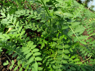 close up of green leaves