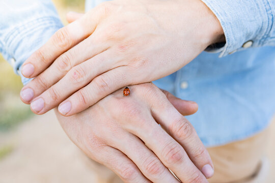 Ladybug on man's hand