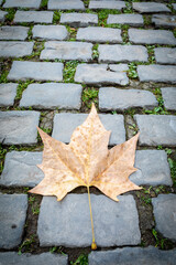 Hoja de pl&aacute;tano de sombra (Platanus &times; hispanica) en una calle de adoquines (escena de oto&ntilde;o)