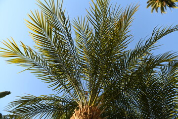 Palms tropic pattern. Tropical trees background. Coco palms on blue sky.