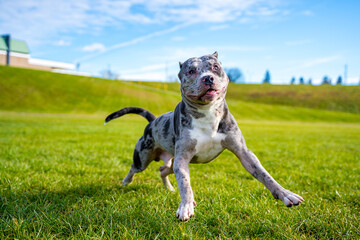 A Merle Pitbull Playing In A Park