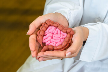 Gastroenterological manual. A model of the human intestine in the hands of a doctor. Taking care of...