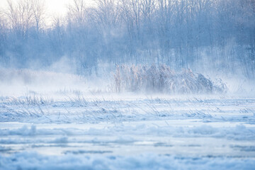Cold winter morning, reeds and water of the Venta river freezes, Kuldiga, Latvia.