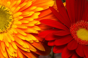 オレンジデイジー