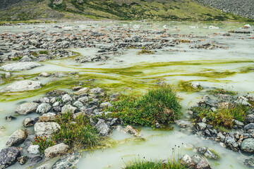 Vivid alpine landscape with green grasses and beautiful flowers among stones on waterlogged mountain lake. Bright mountain scenery with wild flora of highlands. Scenic view to plants of mountain lake.