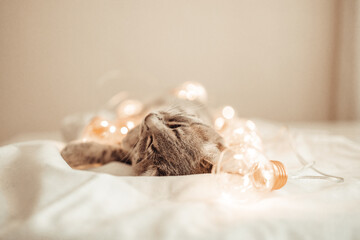Tabby grey cat lying on cozy bed with christmas golden lights bokeh and a gift boxes. Cute kitten relaxing and playing with gold ball toy. 2022 Winter holidays.