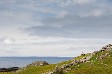 Ragged stone coast line and small sheep grazing green grass in a field, Silver strand, county Mayo, Ireland. Low pastel blue cloudy sky. Irish nature background scene.