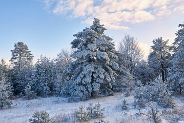 Winter forest nature