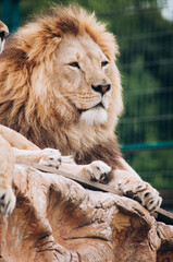 Close-up Portreit Lion Lies on Stone and Looks Forward. Beautiful Lion in Aviary.