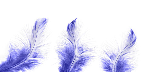 beautiful violet feathers isolated on white background macro shot. Feather Delicate artistic image of purity, fragility. symbol of lightness, heaven, soul, dreams, romance. very peri trendy color
