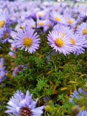 daisies in the garden