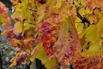 autumn leaves background