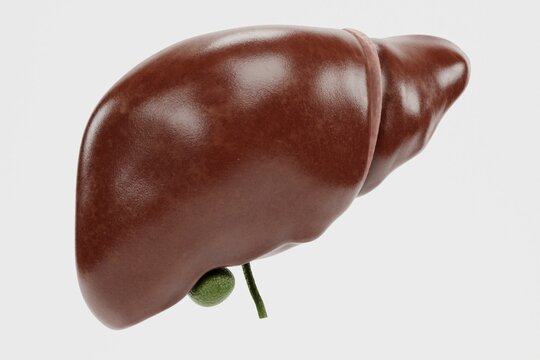 Realistic 3D Render of Human Liver